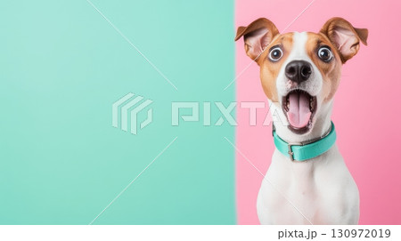 A cheerful and happy dog wearing a pink collar stands out beautifully against a bright turquoise background 130972019