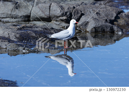 A Silver Gull standing in sea water near the Illawarra town of Shellharbour 130972230