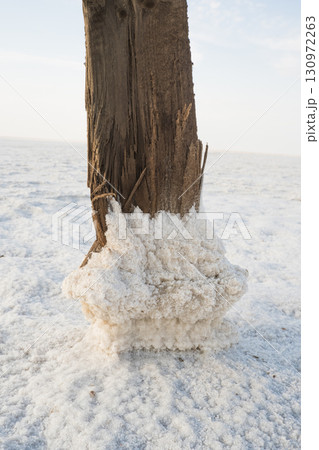 A weathered tree trunk stands in a salt zone surrounded by a white salt crust. The landscape is barren and unforgettable under the glow of the sky 130972263
