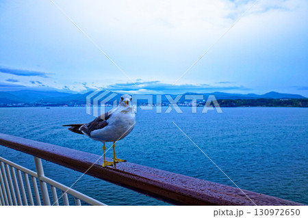小樽港を出港中の新日本海フェリー「あざれあ」と海猫 130972650