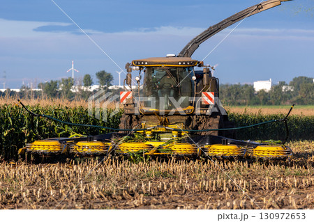 Modern forage harvester combiner harvesting silage maize corn tractor trailer corn field warm sunny autumn morning with overcast cloudy sky. Heavy agricultural machinery work. Livestock feeding corn Modern forage harvester combiner harvesting silage maize corn tractor trailer corn field warm sunny autumn morning with overcast cloudy sky. Heavy agricultural machinery work. Livestock feeding corn 130972653