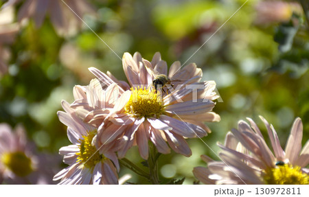 a bee pollinates an autumn flower in the rays of the sun at sunset a bee pollinates an autumn flower in the rays of the sun at sunset 130972811
