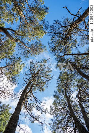 Tall pine trees reaching into the sky, captured from a low angle, with sunlight and clouds 130973002