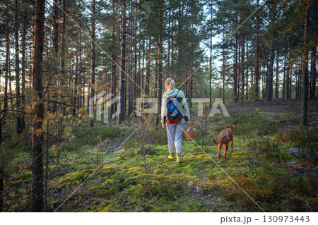 Woman with vizsla dog in autumn pine forest with basket full of porcini mushrooms, back view Woman with vizsla dog in autumn pine forest with basket full of porcini mushrooms, back view 130973443