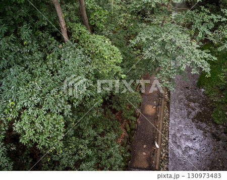 【等々力渓谷】夏の紅葉前の都内の渓谷 130973483