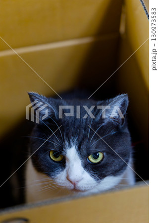 箱の中の猫 箱の中の猫 130973583