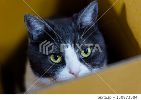 箱の中の猫 130973584