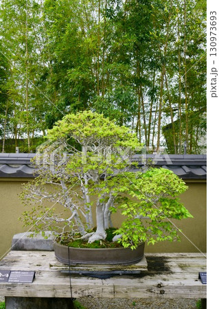 8254　盆栽　ぶな　「白神の里」　BONSAI 130973693