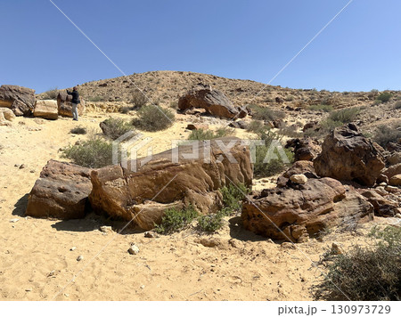 Tree trunk fossils in Makhtesh Gadol Tree trunk fossils in Makhtesh Gadol 130973729
