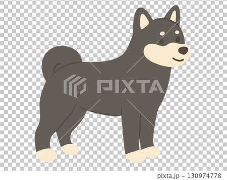 站立的柴犬（黑柴犬）的插圖 130974778