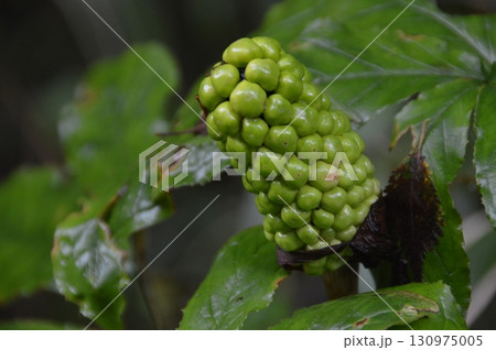 マムシグサの果実(富士山 北嶺/山梨県富士吉田市) マムシグサの果実(富士山 北嶺/山梨県富士吉田市) 130975005