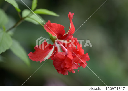 ハイビスカス　レッドフラミンゴ 130975247