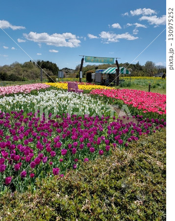 季節の花に囲まれた群馬県高崎市「鼻高展望花の丘」 130975252