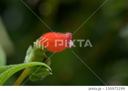 ペアルケア・スプルケイ ペアルケア・スプルケイ 130975299