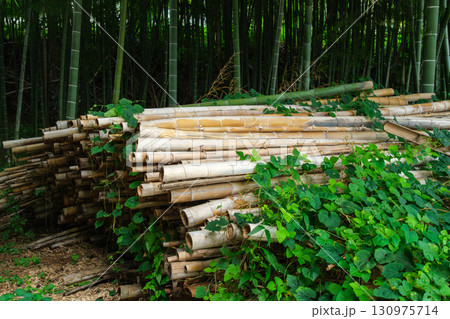 竹林の蔓 130975714