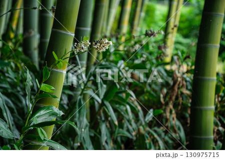 竹林の花 130975715