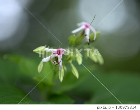ショウロウクサギ ショウロウクサギ 130975814