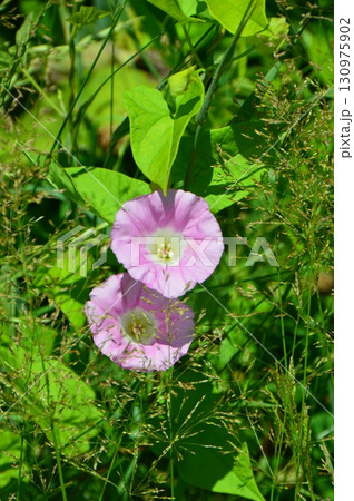ヒルガオ(サルボ展望台 付近・釧路湿原/北海道川上郡標茶町塘路) ヒルガオ(サルボ展望台 付近・釧路湿原/北海道川上郡標茶町塘路) 130975902