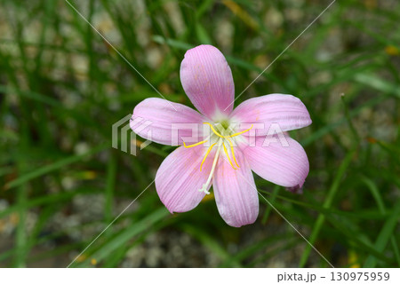 サフランモドキ サフランモドキ 130975959