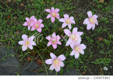 サフランモドキ 130975961