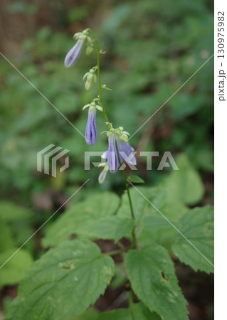 秋の森で、花を咲かせる準備をしているソバナの蕾。静かな森の中で、季節の移ろいを感じさせます。 130975982