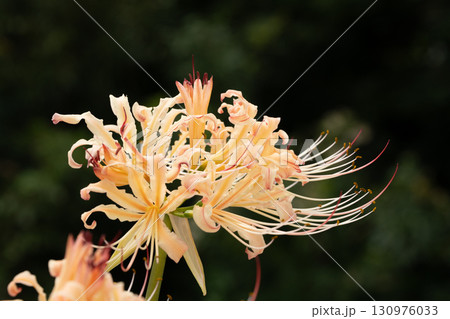 クリーム色に咲く気品あるリコリス 130976033