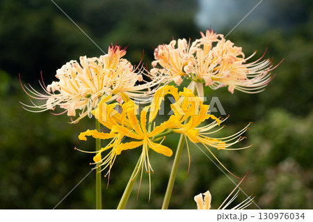 黄色とクリーム色のリコリスの共演 130976034