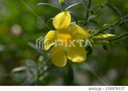 コバノアリアケカズラ 130976137