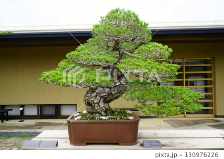 8263 盆栽 黒松 「獅子の舞」 BONSAI 8263 盆栽 黒松 「獅子の舞」 BONSAI 130976226