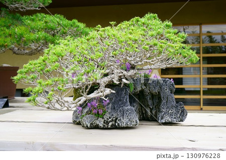 8265 盆栽 五葉松 BONSAI 8265 盆栽 五葉松 BONSAI 130976228