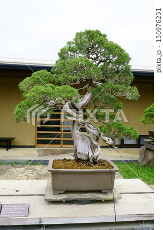 8268 盆栽 真柏 「寿雲」 BONSAI 8268 盆栽 真柏 「寿雲」 BONSAI 130976231