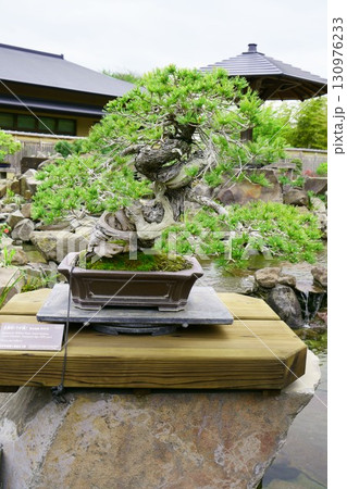 8270 盆栽 五葉松 「うず潮」 BONSAI 8270 盆栽 五葉松 「うず潮」 BONSAI 130976233