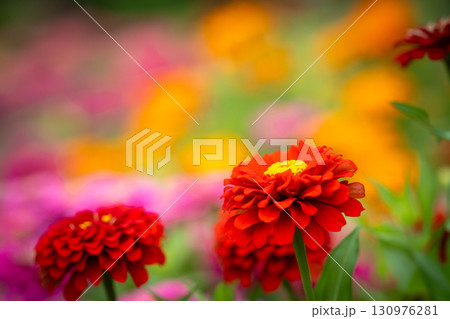赤いジニアとカラフルな夏の背景 130976281