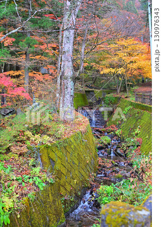 沢伝いに紅葉した木々　晩秋の榛名神社二の鳥居付近　　　 130976343