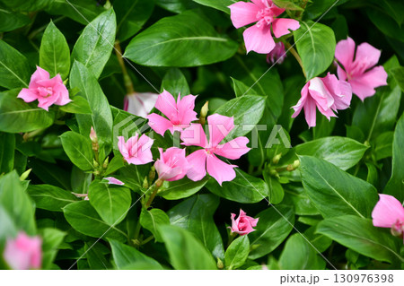 ニチニチソウ 「サニープリンセス」　Catharanthus roseus 'Sunny Princ 130976398