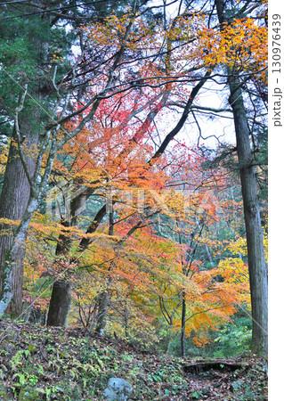 見頃の紅葉 晩秋の榛名神社二の鳥居付近 見頃の紅葉 晩秋の榛名神社二の鳥居付近 130976439