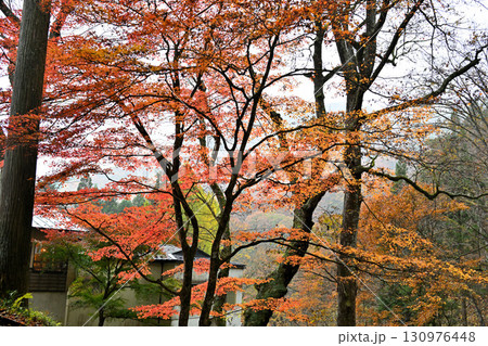 見頃の紅葉　晩秋の榛名神社二の鳥居付近　　　 130976448