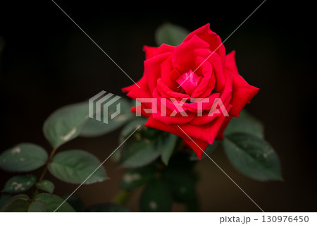 漆黒に映える赤いバラ 130976450