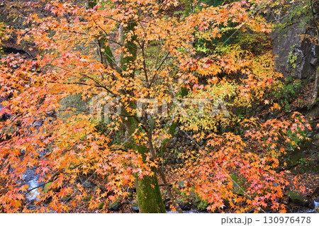沢伝いに紅葉したモミジ　晩秋の榛名神社二の鳥居付近　　　 130976478