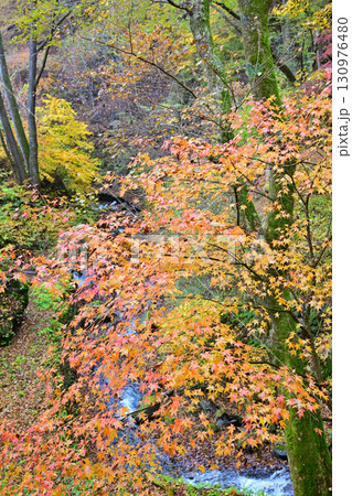 沢伝いに紅葉した木々　晩秋の榛名神社二の鳥居付近　　　 130976480