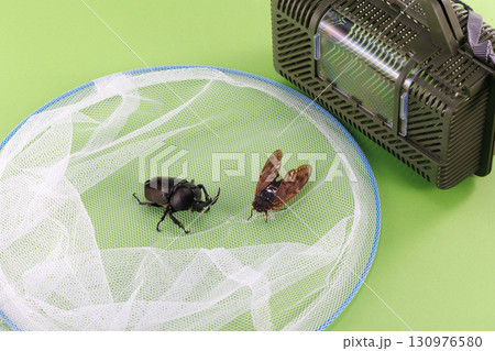 昆虫採取イメージ 昆虫採取イメージ 130976580