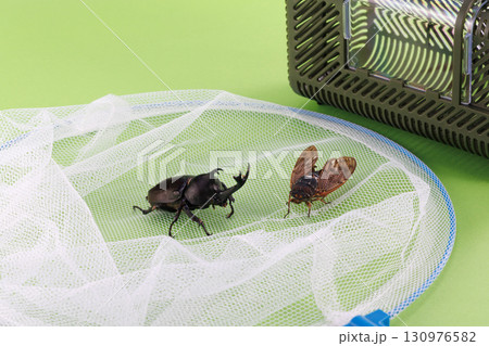 昆虫採取イメージ 昆虫採取イメージ 130976582