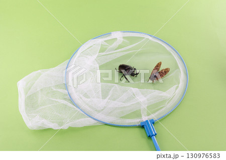 昆虫採取イメージ 昆虫採取イメージ 130976583