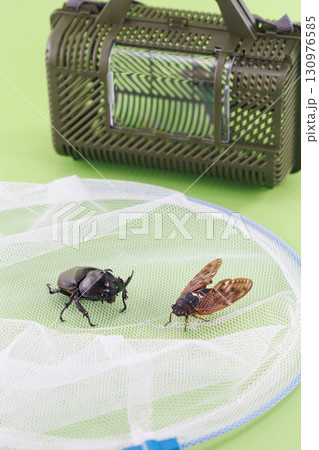 昆虫採取イメージ 130976585
