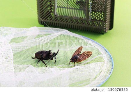 昆虫採取イメージ 130976586