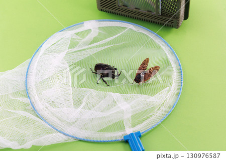 昆虫採取イメージ 昆虫採取イメージ 130976587