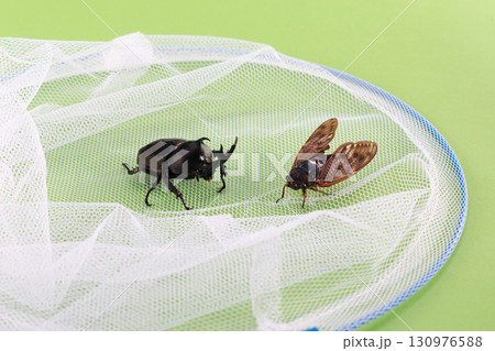 昆虫採取イメージ 昆虫採取イメージ 130976588