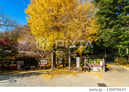 【神奈川県】大きな銀杏が美しい鎌倉の葛原岡神社 130976634
