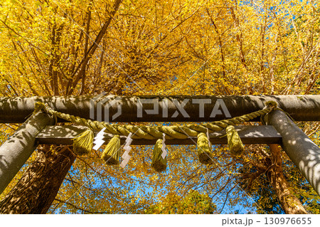 【神奈川県】空を覆う銀杏が美しい鎌倉の葛原岡神社 130976655