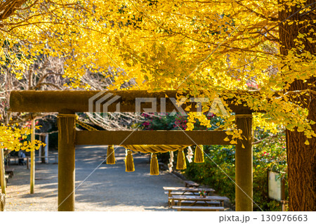 【神奈川県】大きな銀杏が美しい鎌倉の葛原岡神社 【神奈川県】大きな銀杏が美しい鎌倉の葛原岡神社 130976663